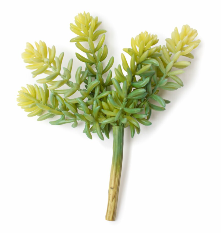 Succulent Stem