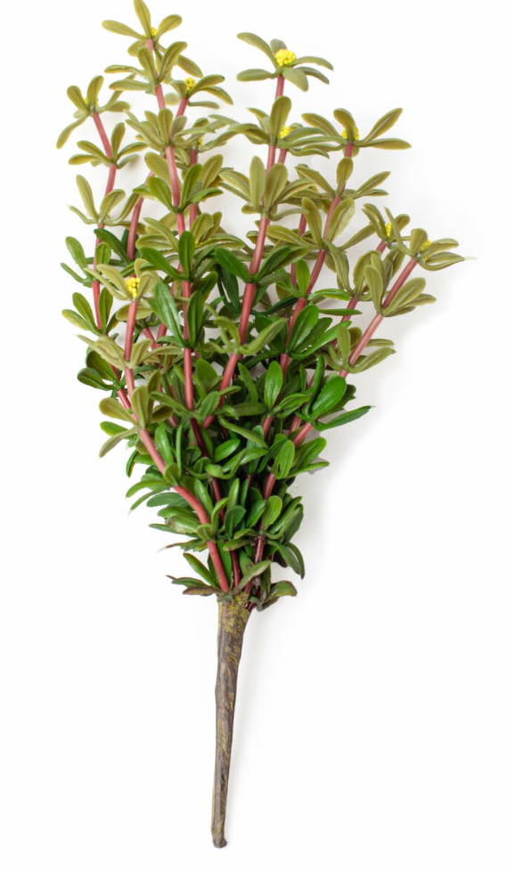 Purslane Stem